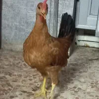 خروس جوان و یوقور
