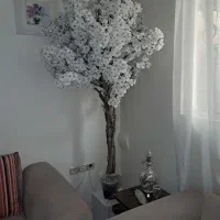 درختچه شکوفه گیلاس ۲ متر
