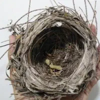 قناری محلی اهلی و دستی
