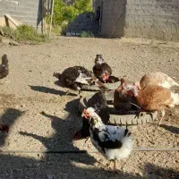 فروش مرغ محلی و بوغلمون