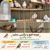 جوجه فنچ و نرگسی سفید آماده واگذاری