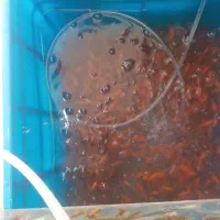 ماهی مشکی و بادامی..کوی