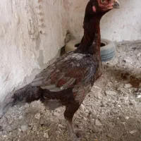 مرغ لاری