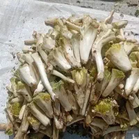 کنگر ۱۰۰ هزار