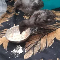 جوجه گلین