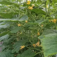 گلخانه-برای-فروش-اعم-از-خیارگوجه-فرنگی-توت-فرنگی