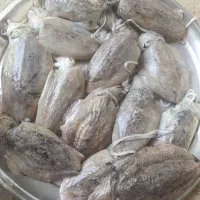 فروش عنکاس تازه تازه صید روز سایز بزرگ و متوسط