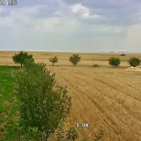 کاه گندم دیم