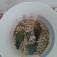 جوجه برزیلی سرلاکی