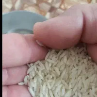 برنج محلی درجه یک