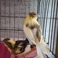 ۴عدد قناری نر وماده