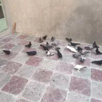 کبوتر پر