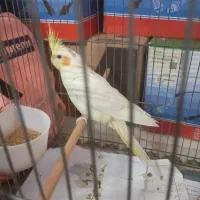 یک جوجه عروس هلندی کاملا دونخور