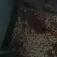 آکواریوم و همستر