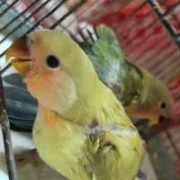 جوجه برزیلی دستی نرم‌خور سالم