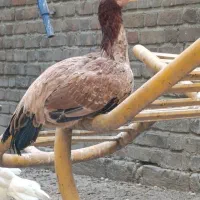 مرغ لاری ده ماهه تخمگذار