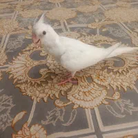 جوجه عروس هلندی آلبینو نر دوماهه