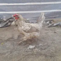 مرغ گلین سالمو سرحال معاوضه با جوجه مرغ
