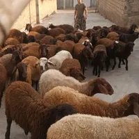 فروش تقلی بزرگ  وگوسفند قصر  همه جوره سوپر چاق|حیوانات مزرعه|رامیان, |دیوار