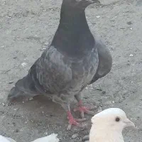 پلاکی ابلق