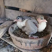 کبوتر جوجه طاقی