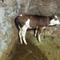 فروش گوساله ماده 4ماه