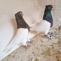 کله کاکل پاپر نرو ماده