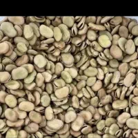 باقله