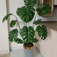 درخچه