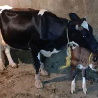 گاو شیرده با گوساله