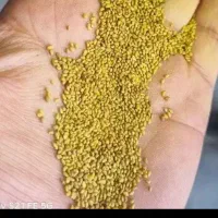 بذر یونجه