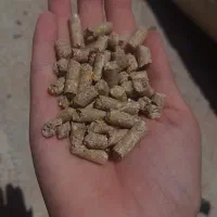 خوراک دام