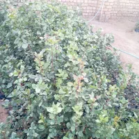 نهال دوساله قد ۵۰سانت