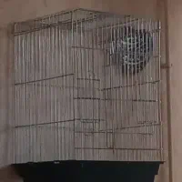 قفس پرنده