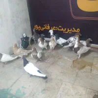 سلام ۱۶ عدد کفتر رنگه سروکله دار قیمت دانه ۴۵۰