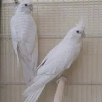 جفت عروس آلبینو