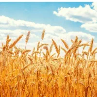 گندم سیروان