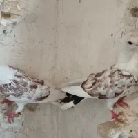 کبوتر