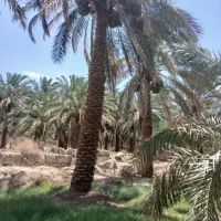 درخت میبندم