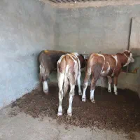 سیمینتال نر