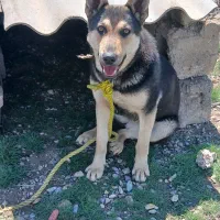 سگ نگهبان بسیار باهوش