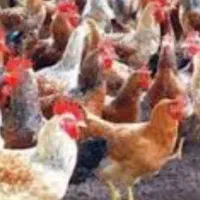 خروس برای قربونی20عدد