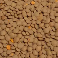 عدس ریز