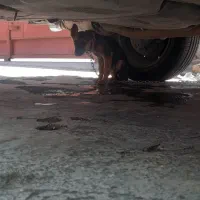 سگ ژرمن