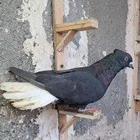 کفتر زاغ دم سفید کاکلی ۱۴ دم چتری سفید کاکلی