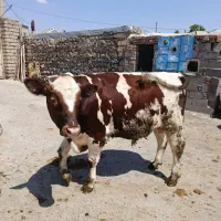 گوساله نر