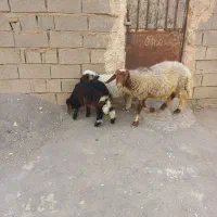گوسفند  میش جمل دوباره نر