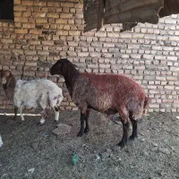 قوچ چهاردندون