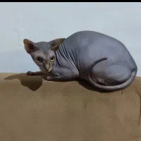 گربه اسفینکس ماده