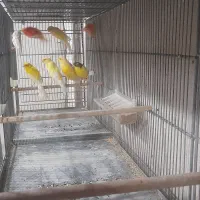 ۴ جفت نر و ماده سوپر